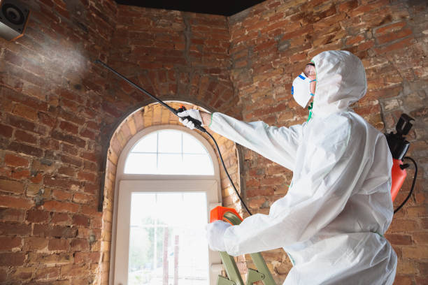 Environmental Consulting for Mold Prevention in Crestwood, MO